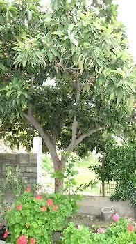 House Evristhenis 1 טורוני